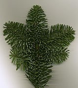 noble fir